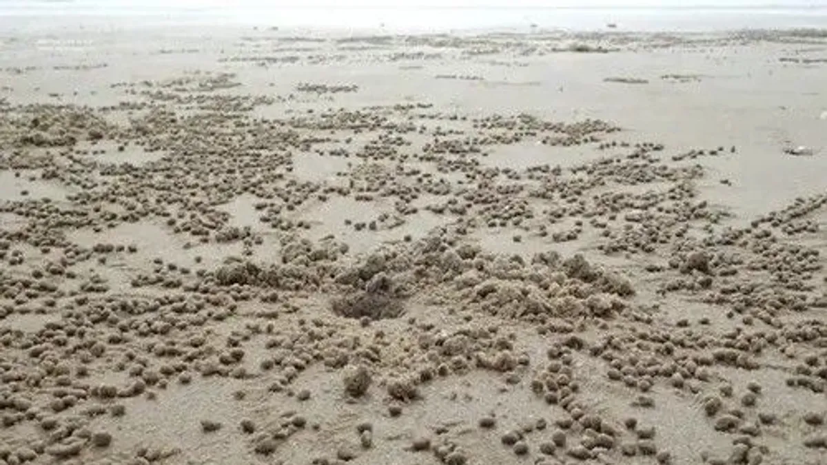 서해안에 모래 경단이 있는 이유